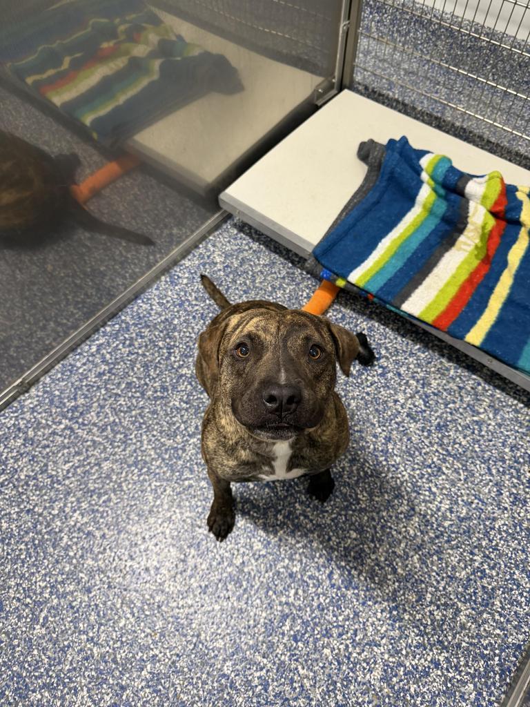 Kona, a Adoptable Pit Bull Terrier in Maumelle, AR image 5/5