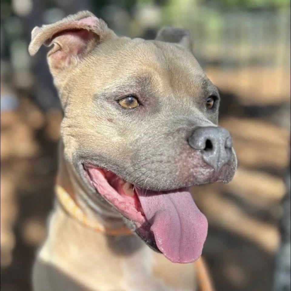 Enlarge Dillon, a Adoptable Mixed Breed in Milton, FL image 1/3