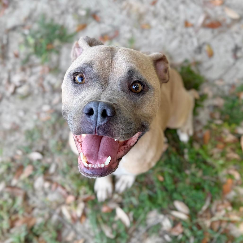 Enlarge Dillon, a Adoptable Mixed Breed in Milton, FL image 2/3