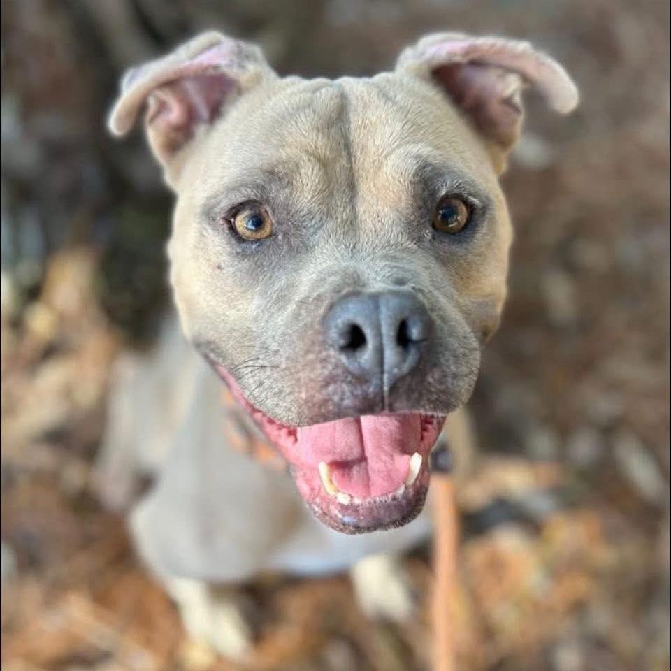 Enlarge Dillon, a Adoptable Mixed Breed in Milton, FL image 3/3