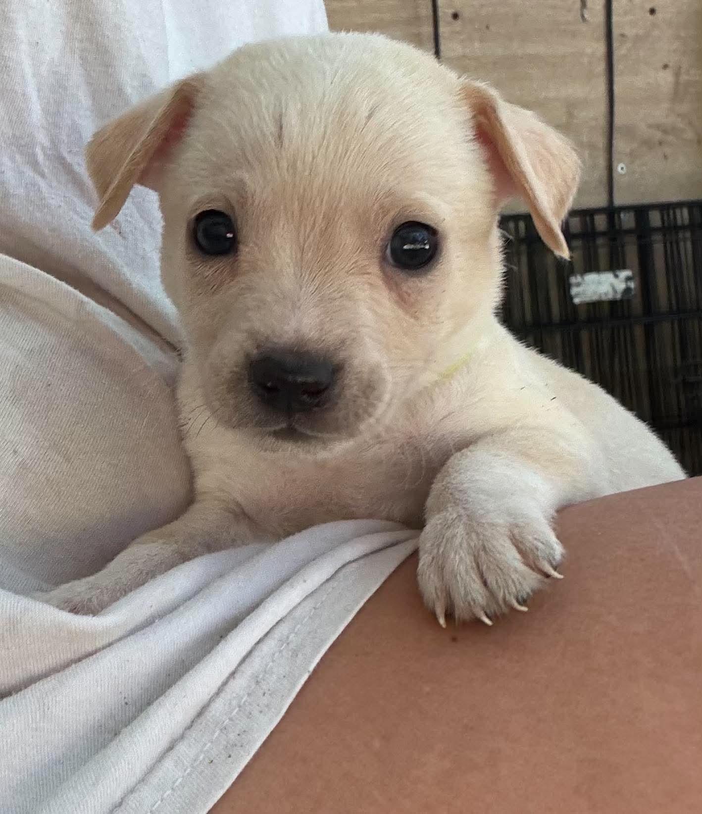 Enlarge Koda, a Adoptable mixed breed in Farmington, CT image 3/5