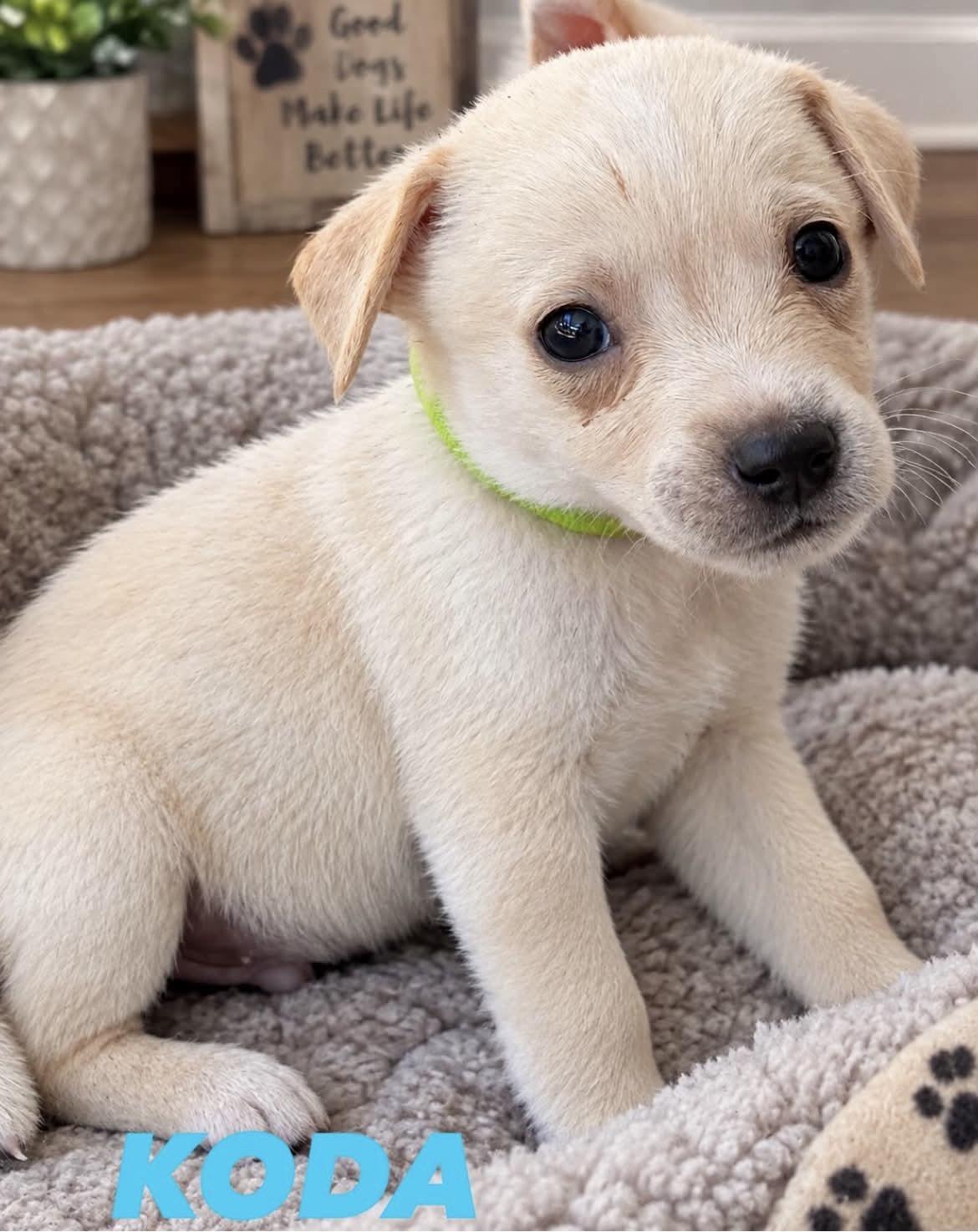 Koda, Adoptable, Puppy Male Chihuahua & Jack Russell Terrier.