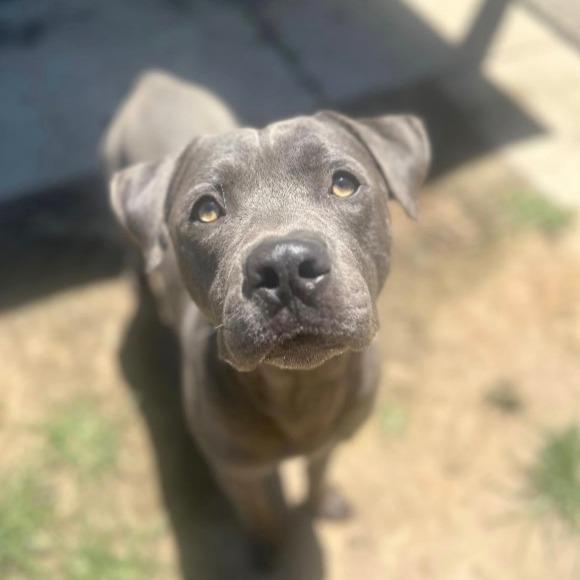 Enlarge Freckles AKA Perry, a Adoptable mixed breed in Stagecoach, NV image 2/3