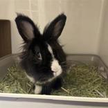 Enlarge Alex Lee Stevens, a ADOPTABLE Lionhead in Hilliard, OH image 1/1