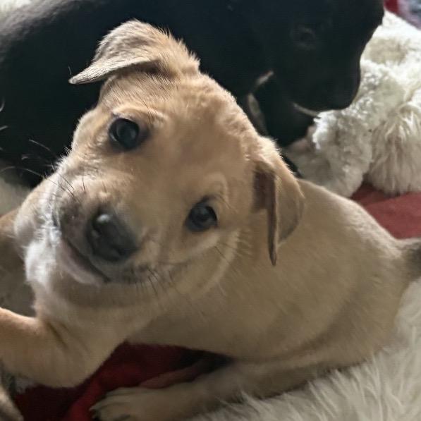 191 (2026) Shakira, Adoptable, Puppy Female Pit Bull Terrier & Labrador Retriever.