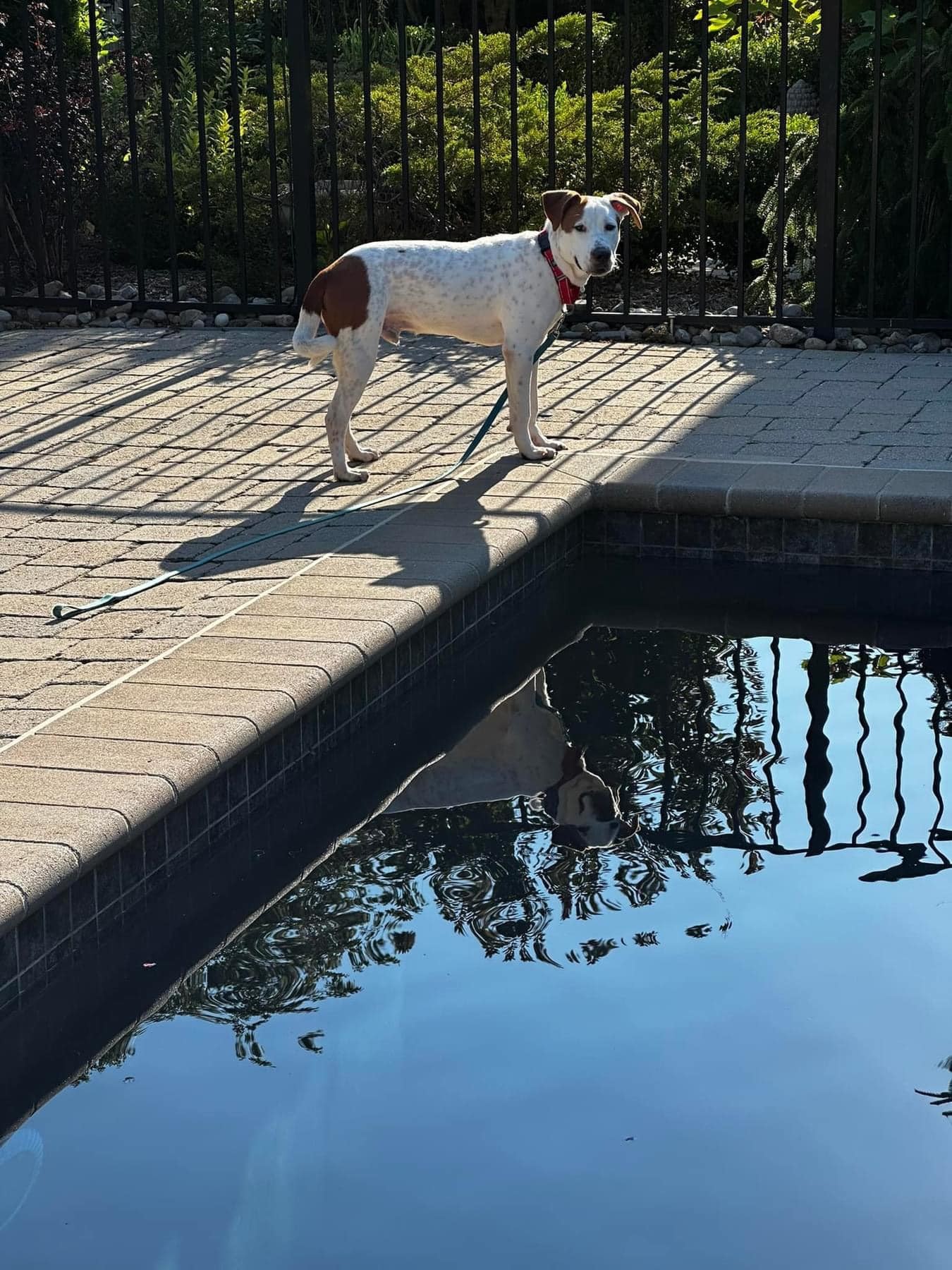 Gus, an adoptable Hound in Maurertown, VA, 22644 | Photo Image 4