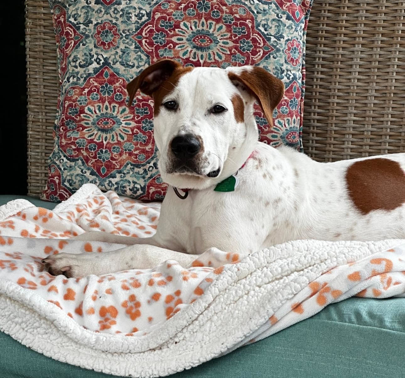 Gus, an adoptable Hound in Maurertown, VA, 22644 | Photo Image 1