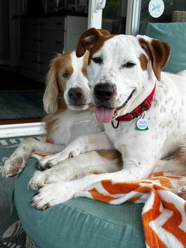 Gus, an adoptable Hound in Maurertown, VA, 22644 | Photo Image 3