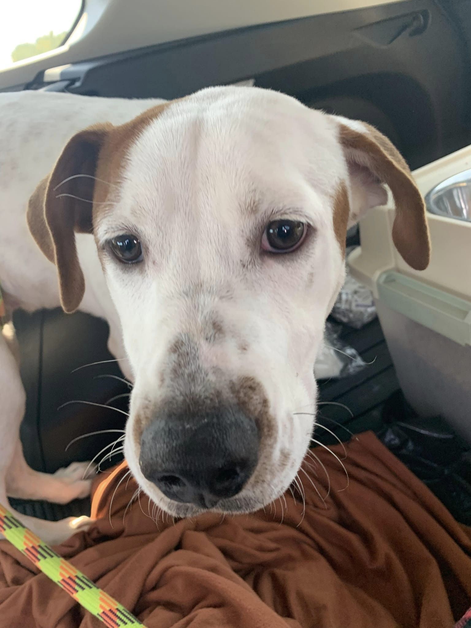 Gus, an adoptable Hound in Maurertown, VA, 22644 | Photo Image 5