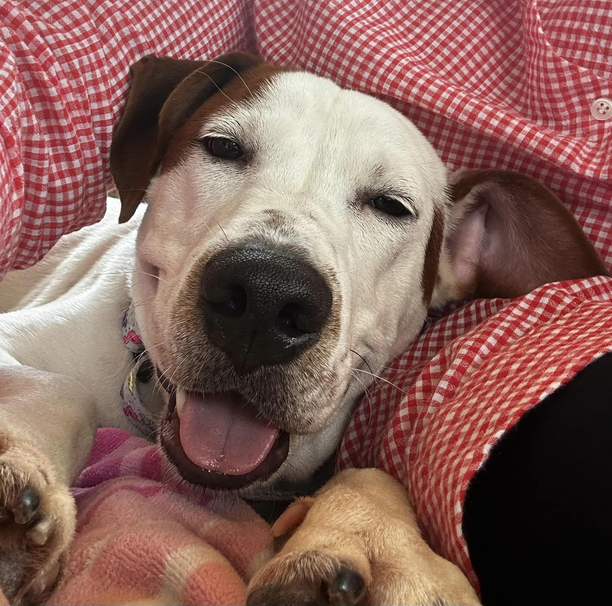 Gus, an adoptable Hound in Maurertown, VA, 22644 | Photo Image 2