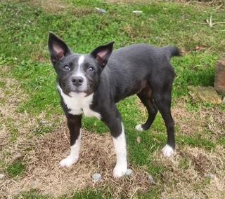 Cricket, ADOPTABLE, Puppy Female Australian Cattle Dog / Blue Heeler.