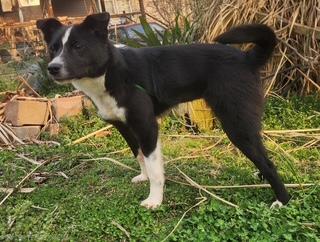 Cricket, ADOPTABLE, Puppy Female Border Collie.