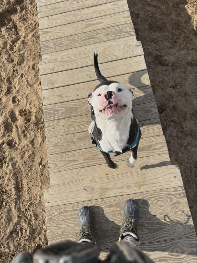 Bingo 🖤🤍, Adoptable, Adult Male American Staffordshire Terrier.