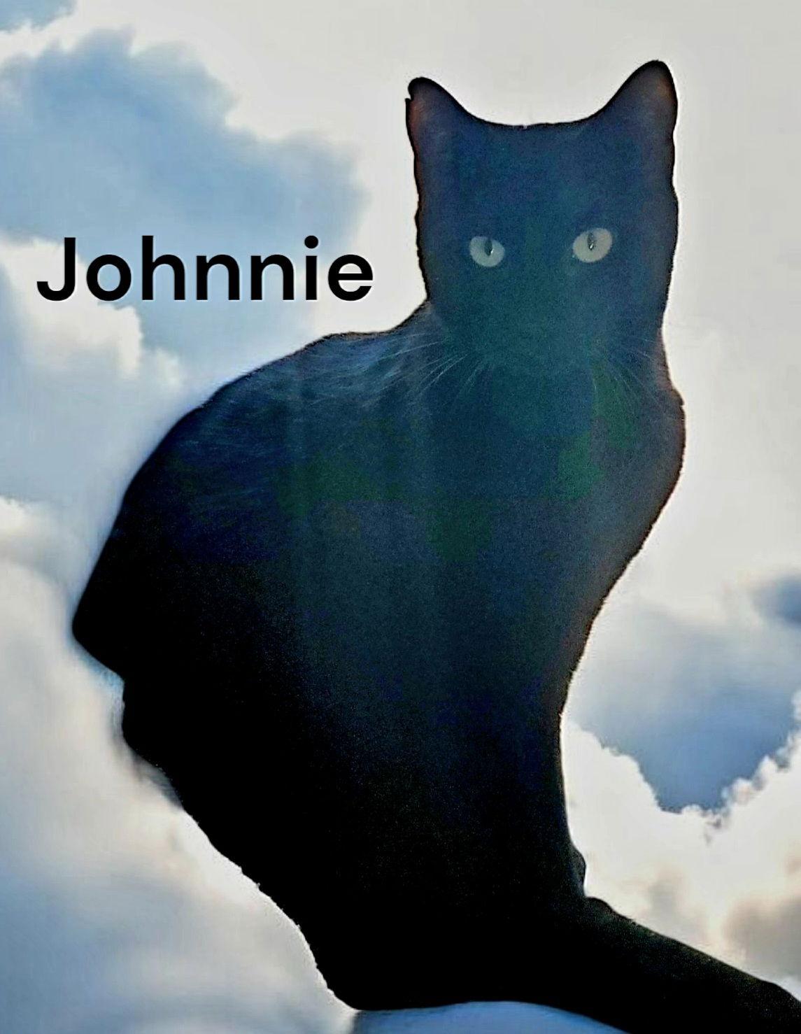 Johnnie, Adoptable, Adult Male Domestic Short Hair.