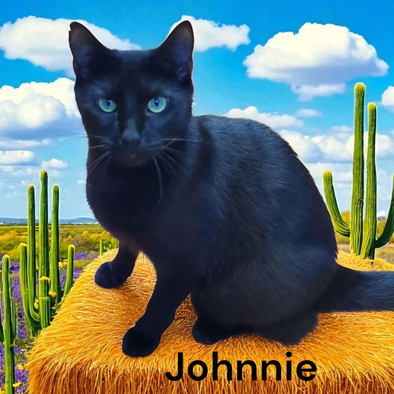Enlarge Johnnie, a Adoptable Domestic Short Hair in Chesapeake, VA image 2/3