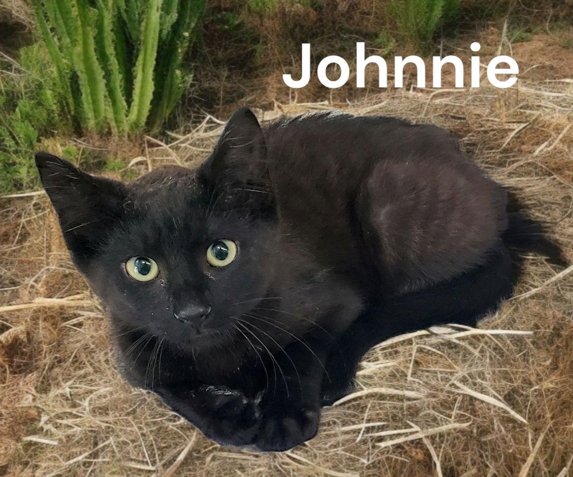 Enlarge Johnnie, a Adoptable Domestic Short Hair in Chesapeake, VA image 3/3