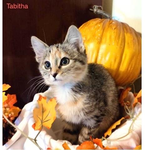 Tabitha