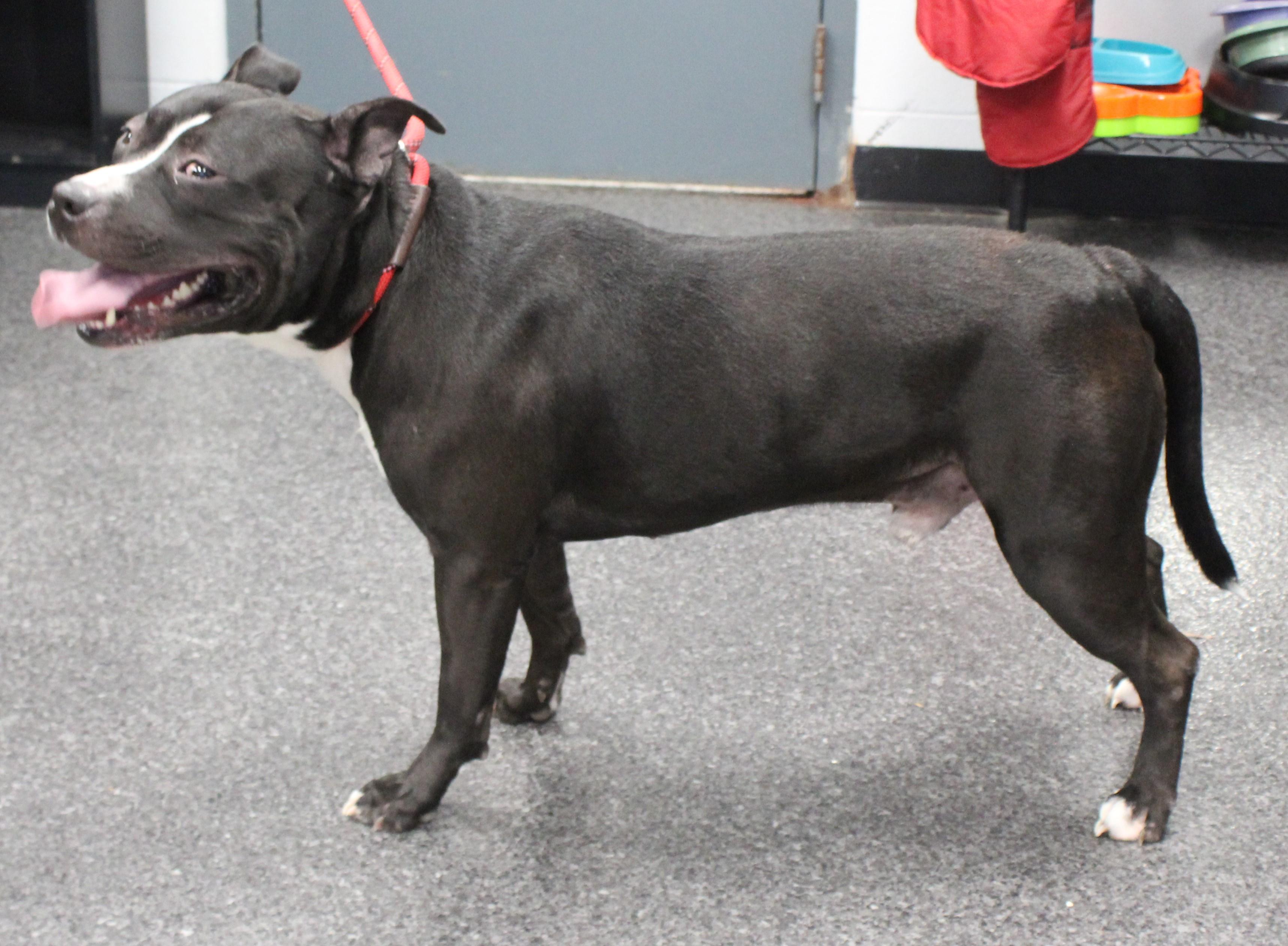 Enlarge Ross, a ADOPTABLE mixed breed in Heath, OH image 1/2