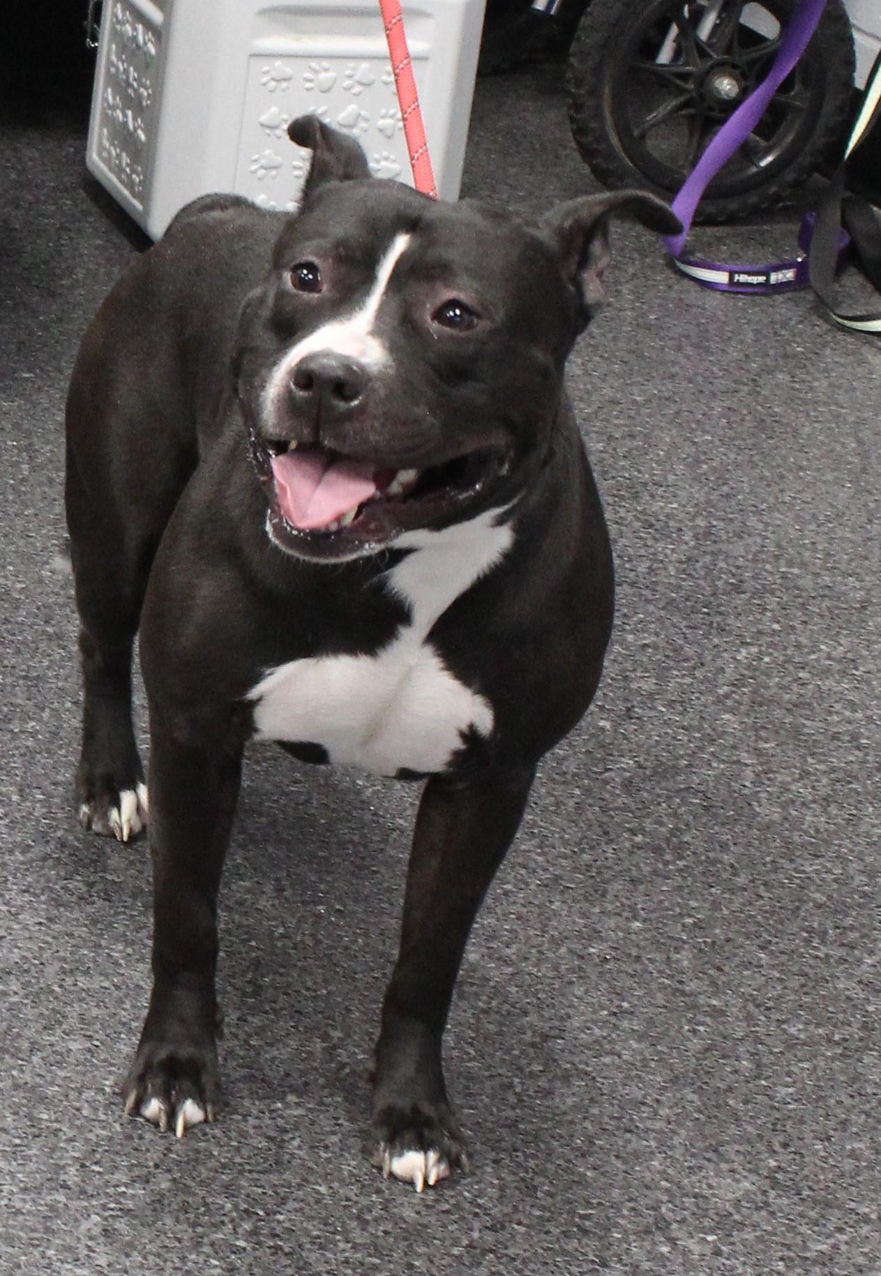 Enlarge Ross, a ADOPTABLE mixed breed in Heath, OH image 2/2