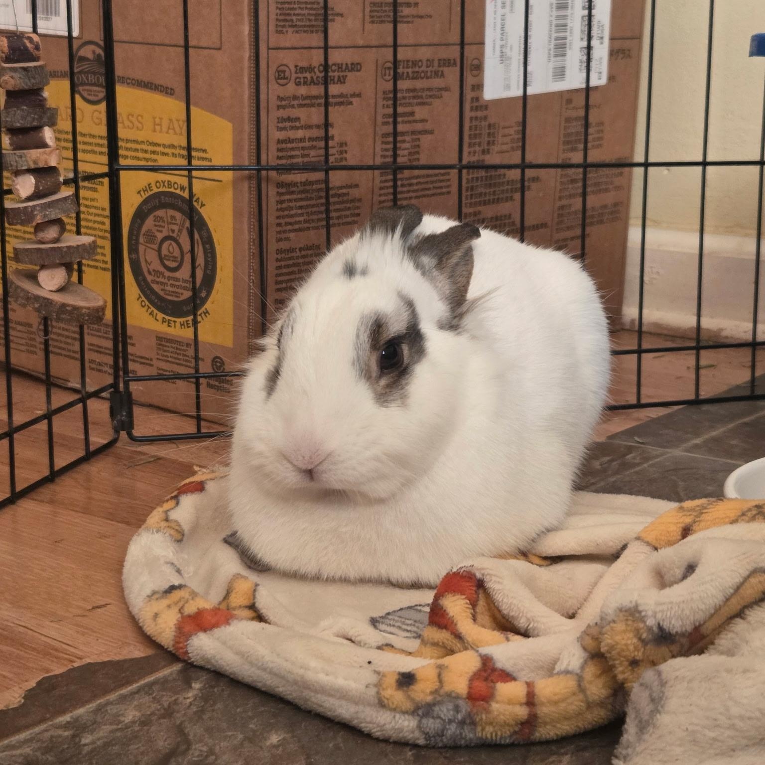 Ares, ADOPTABLE, Adult Male Netherland Dwarf.