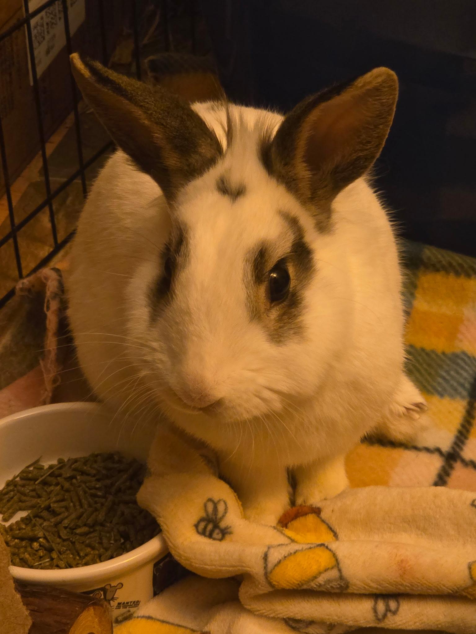 Enlarge Ares, a ADOPTABLE mixed breed in Grand Rapids, MI image 3/6