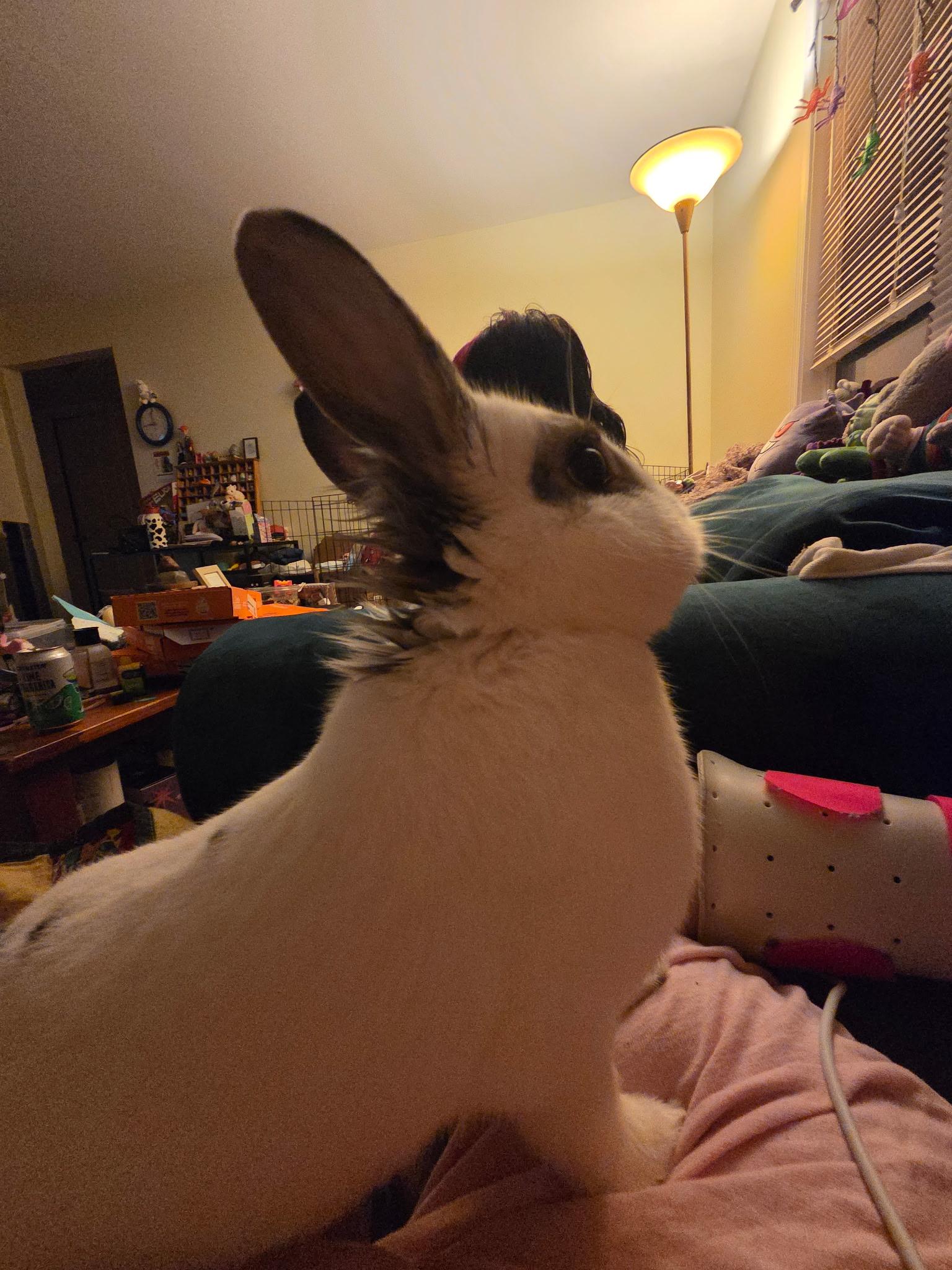 Enlarge Ares, a ADOPTABLE mixed breed in Grand Rapids, MI image 6/6