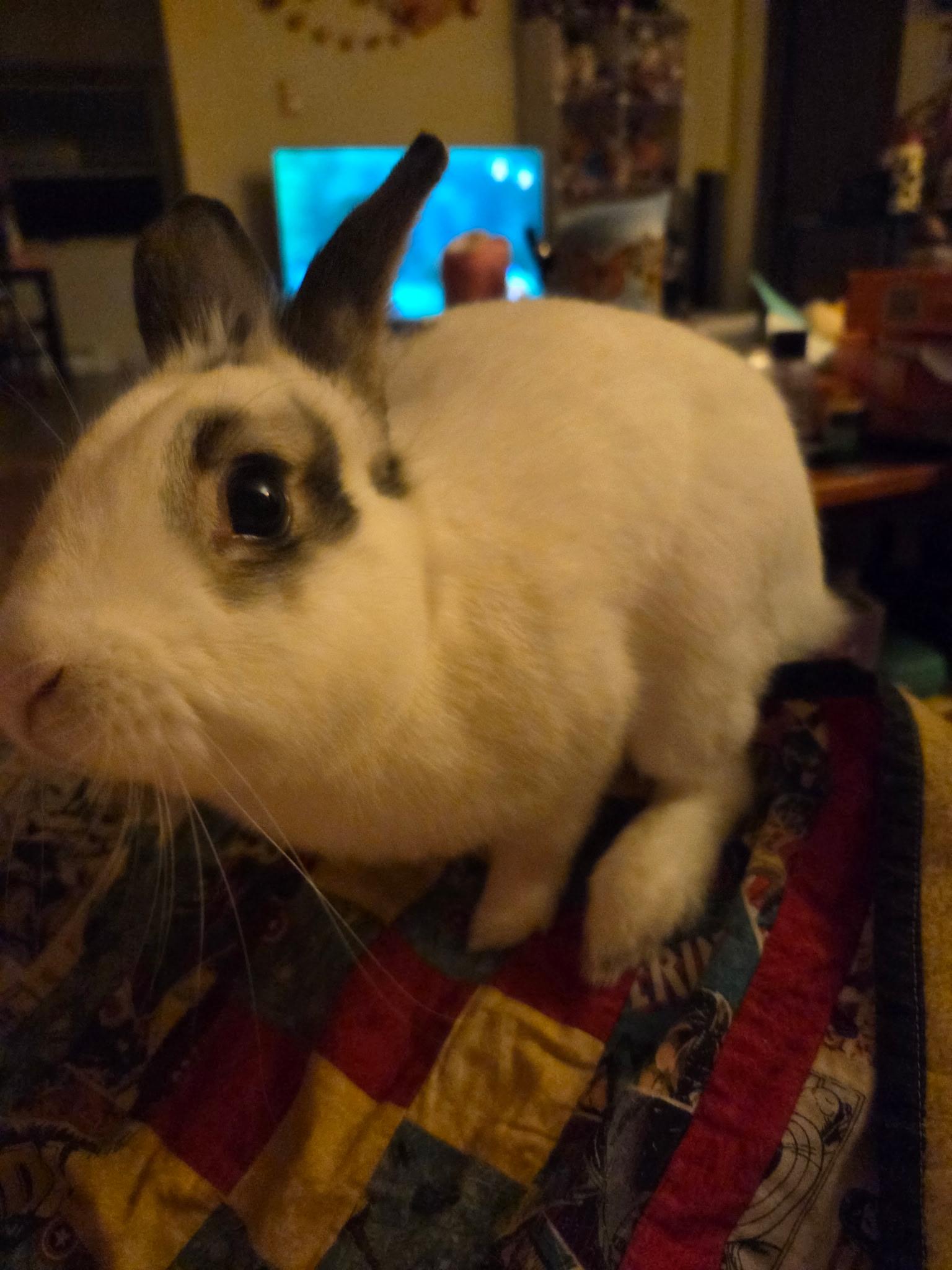 Enlarge Ares, a ADOPTABLE mixed breed in Grand Rapids, MI image 4/6