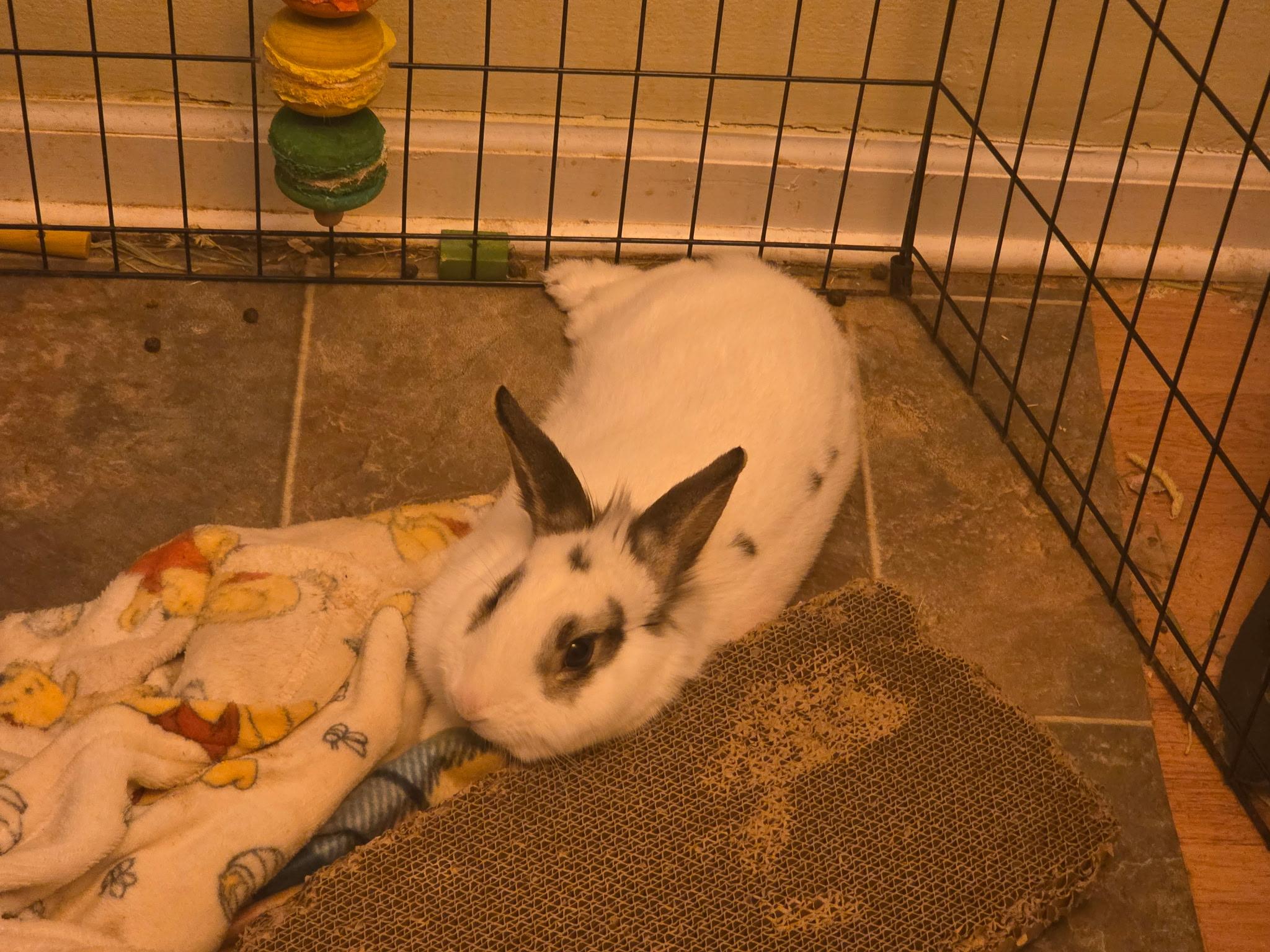 Enlarge Ares, a ADOPTABLE mixed breed in Grand Rapids, MI image 2/6