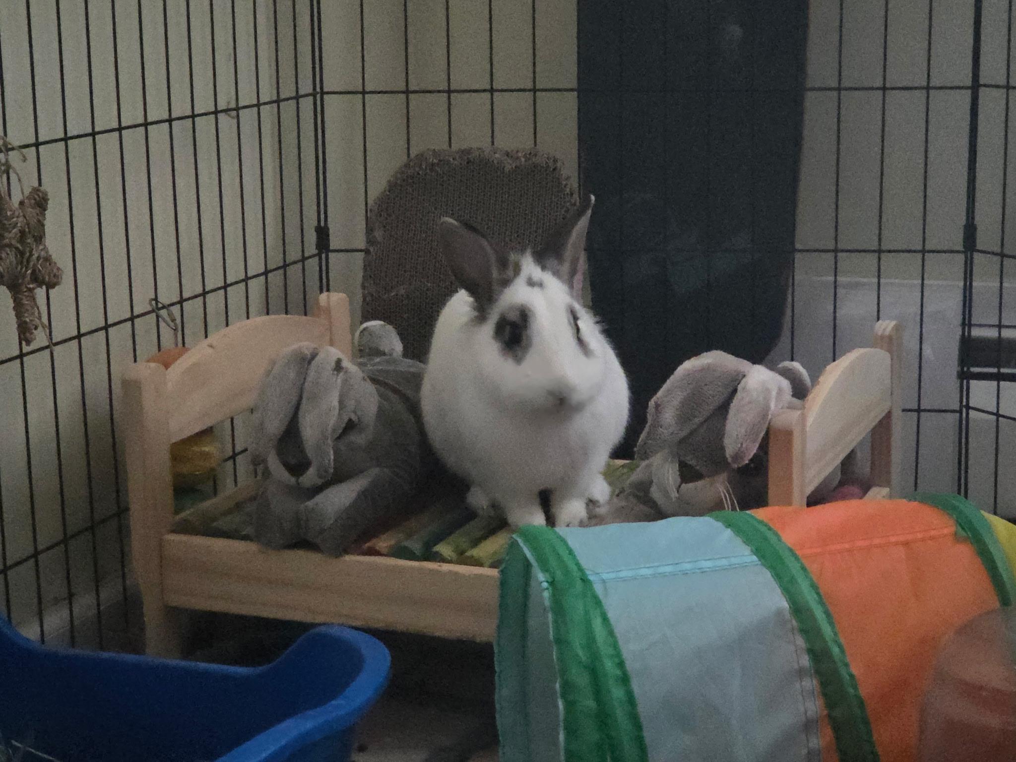 Enlarge Ares, a ADOPTABLE mixed breed in Grand Rapids, MI image 5/6