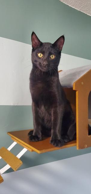 Enlarge Toebias, a ADOPTABLE Domestic Short Hair in Hutchinson, MN image 3/5