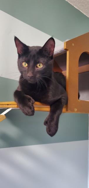 Enlarge Toebias, a ADOPTABLE Domestic Short Hair in Hutchinson, MN image 1/5