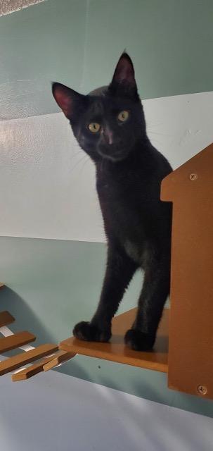 Enlarge Toebias, a ADOPTABLE Domestic Short Hair in Hutchinson, MN image 5/5