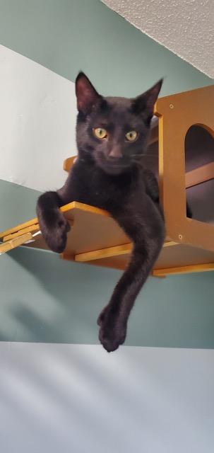 Enlarge Toebias, a ADOPTABLE Domestic Short Hair in Hutchinson, MN image 2/5