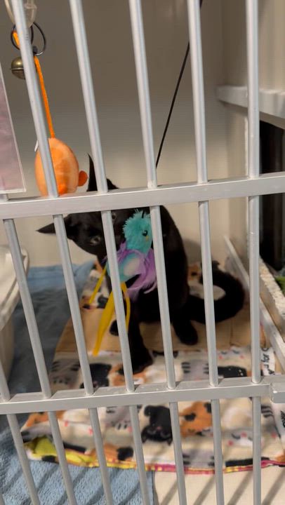 Enlarge Toebias, a ADOPTABLE Domestic Short Hair in Hutchinson, MN video 4/5