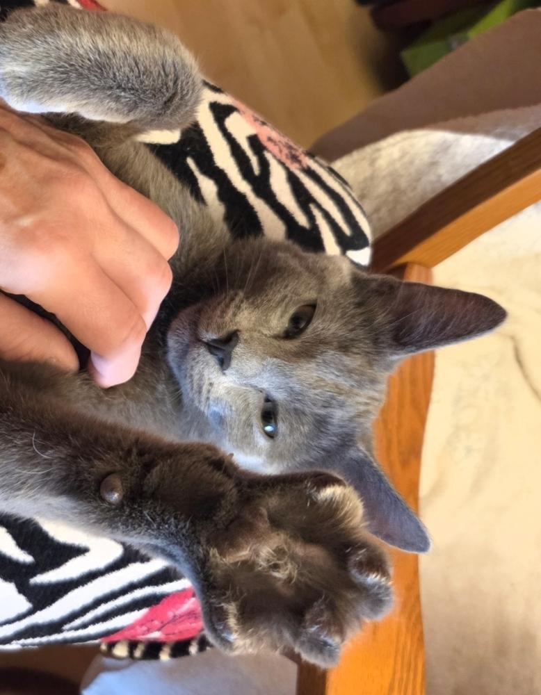 Shadow, Adoptable, Young Male Domestic Short Hair.
