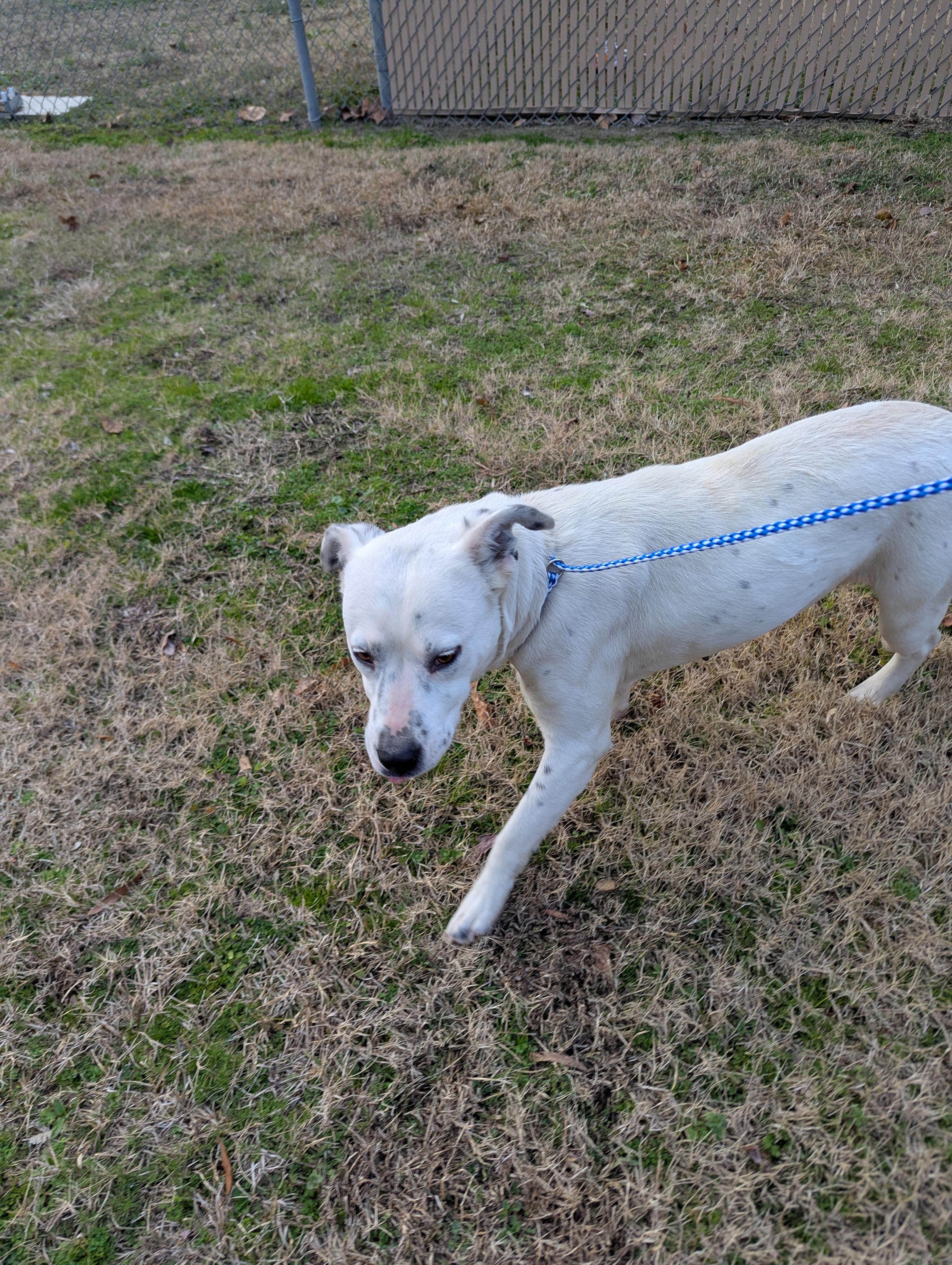 Enlarge Raisin 963, a ADOPTABLE Australian Cattle Dog / Blue Heeler in Rocky Mount, NC image 1/4