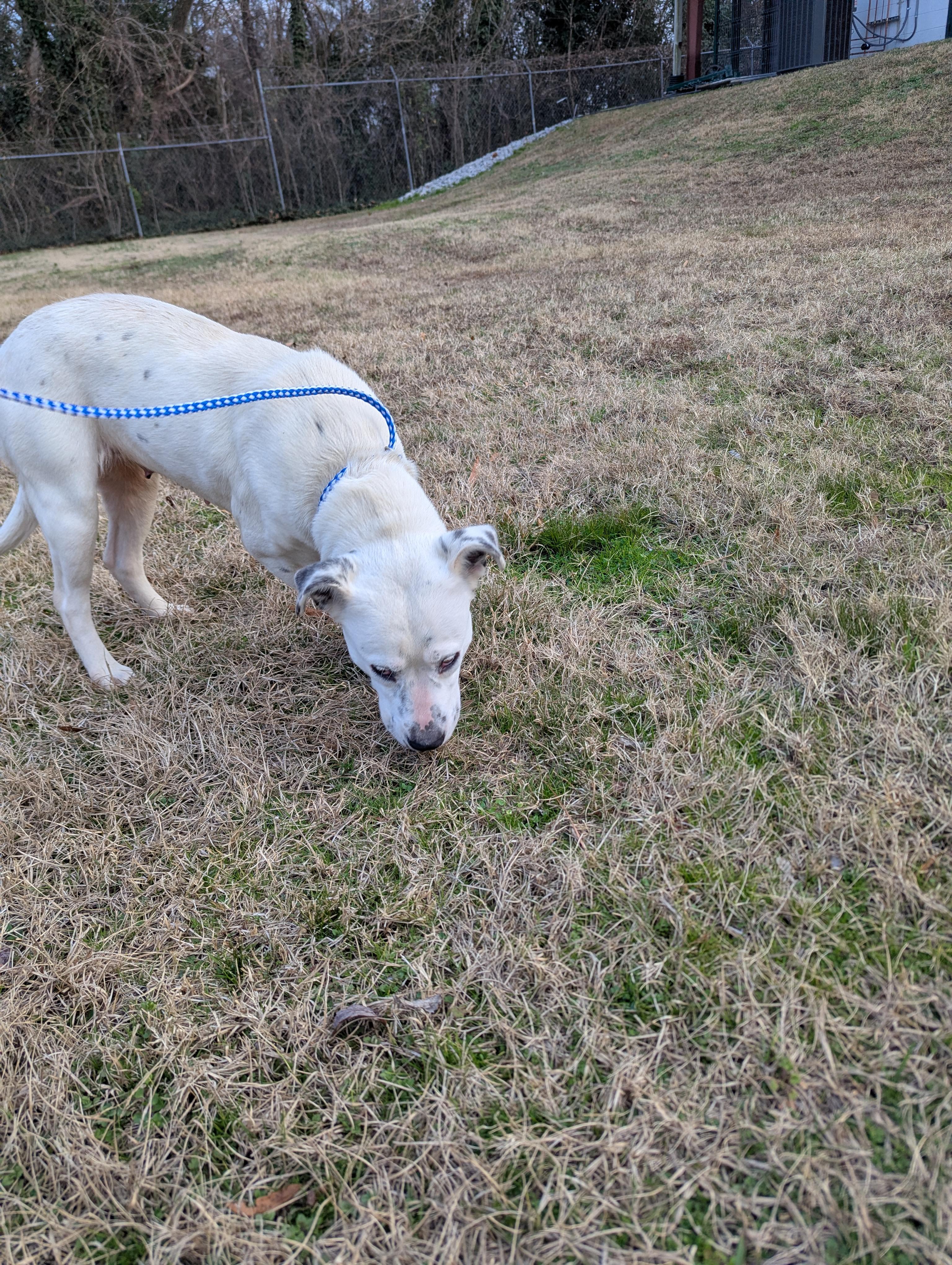 Enlarge Raisin 963, a ADOPTABLE Australian Cattle Dog / Blue Heeler in Rocky Mount, NC image 2/4