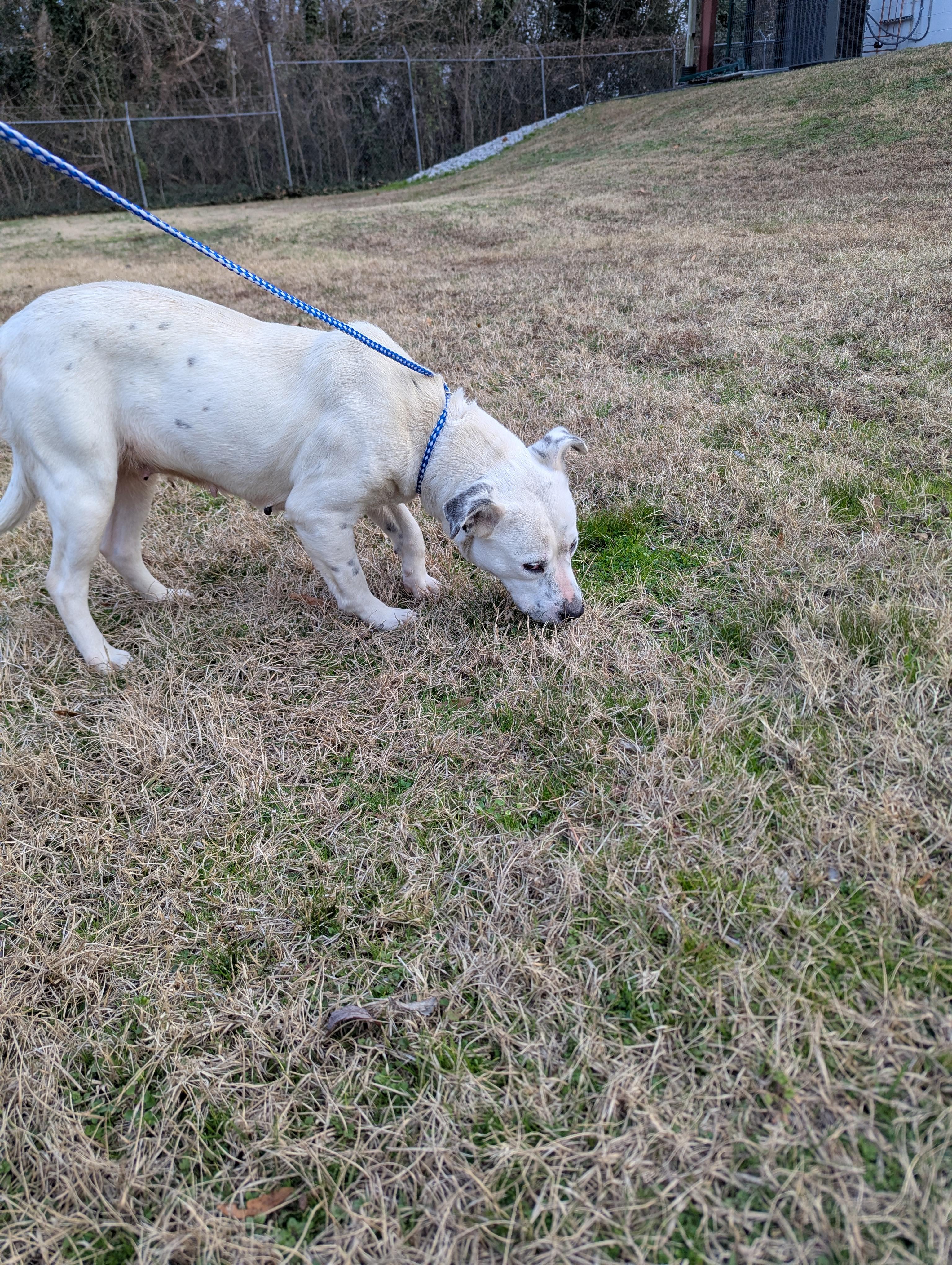 Enlarge Raisin 963, a ADOPTABLE Australian Cattle Dog / Blue Heeler in Rocky Mount, NC image 3/4