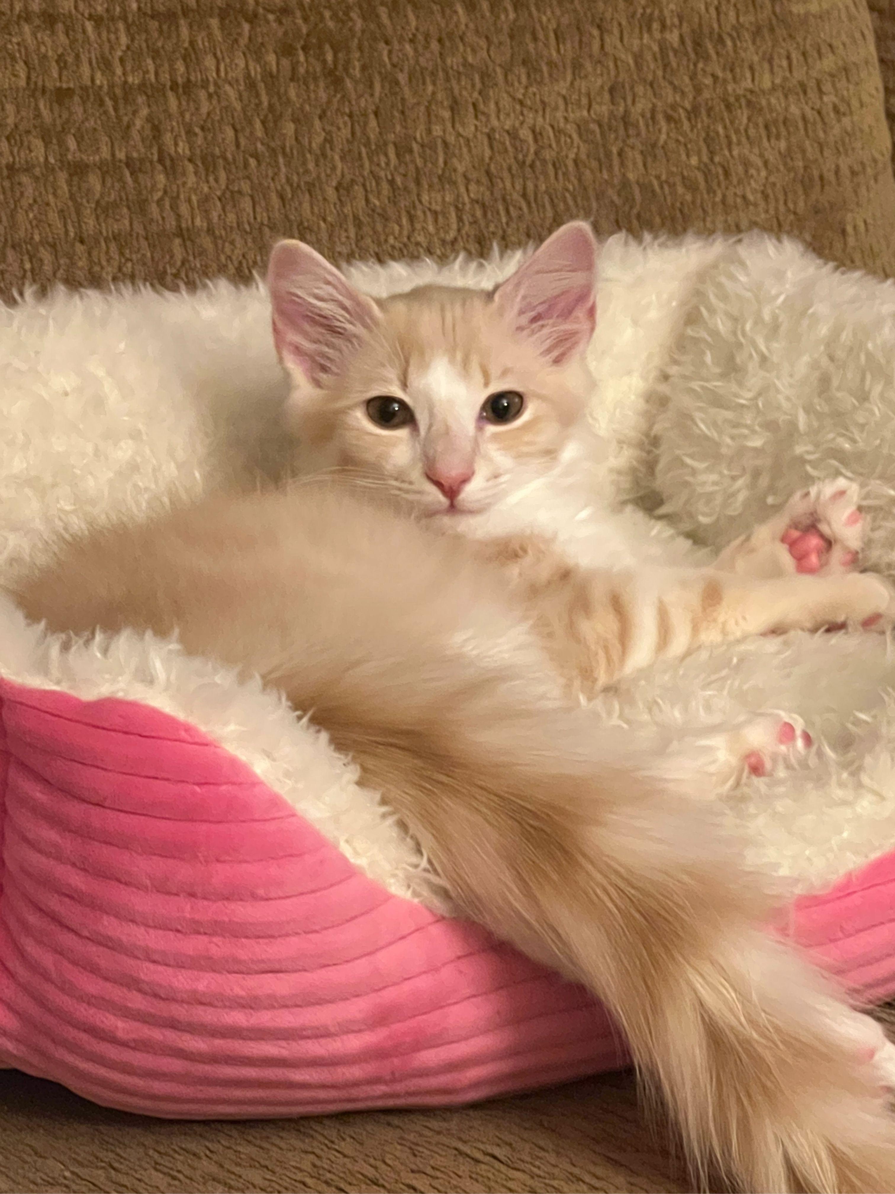 Miss Honey, an adopted Domestic Long Hair in Hickory, NC image 1/3