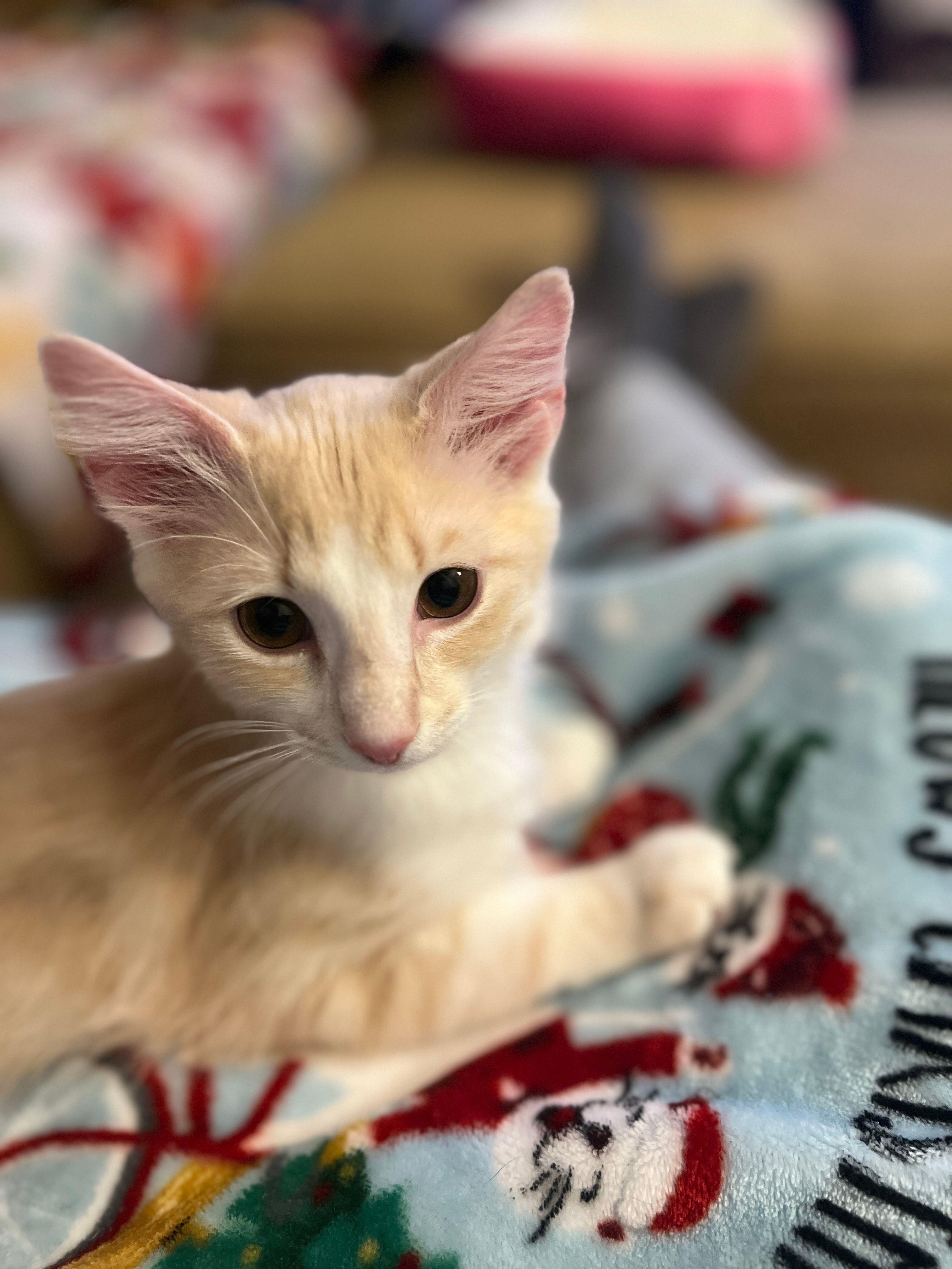 Miss Honey, an adopted Domestic Long Hair in Hickory, NC image 2/3