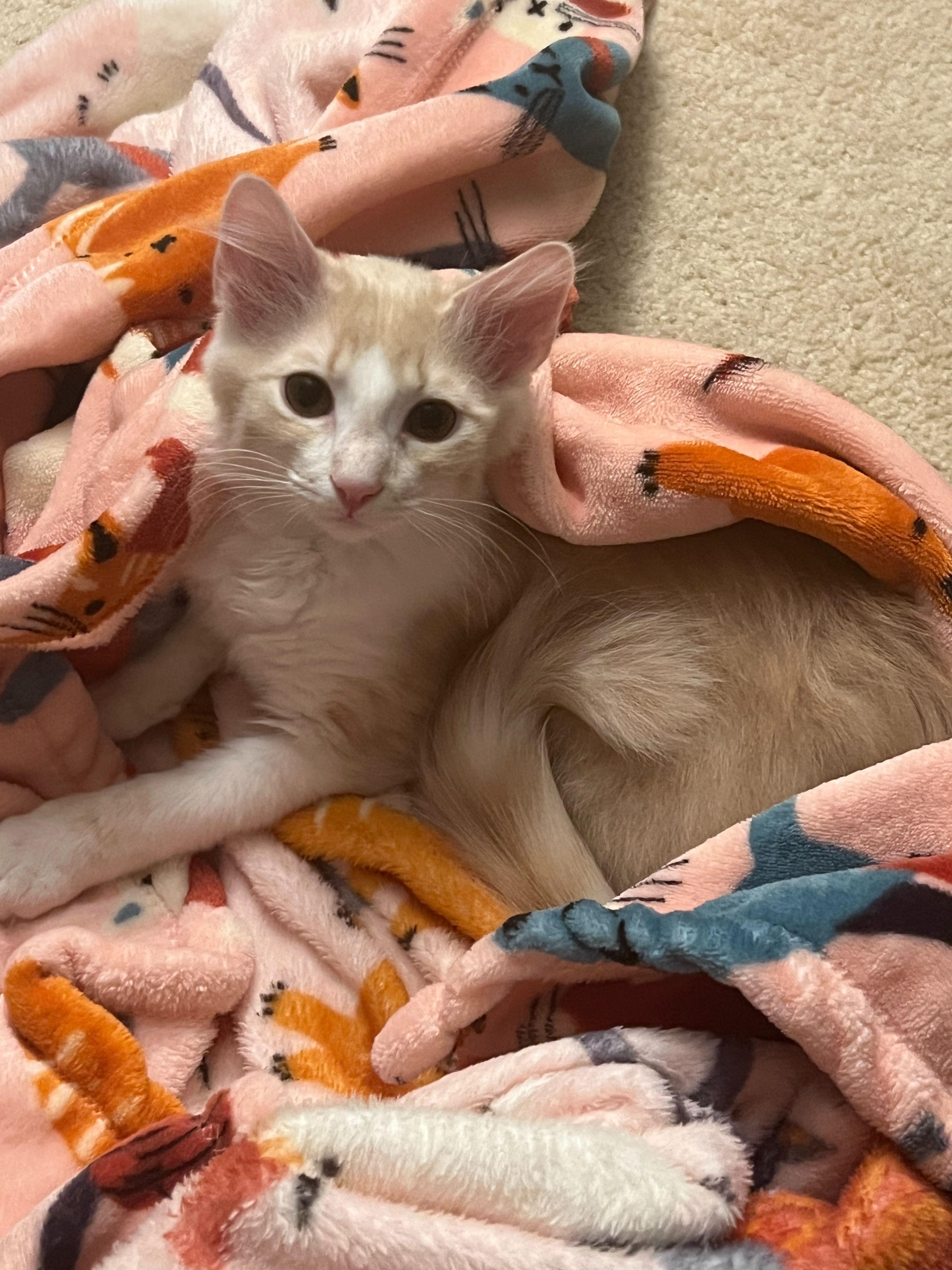 Miss Honey, an adopted Domestic Long Hair in Hickory, NC image 3/3