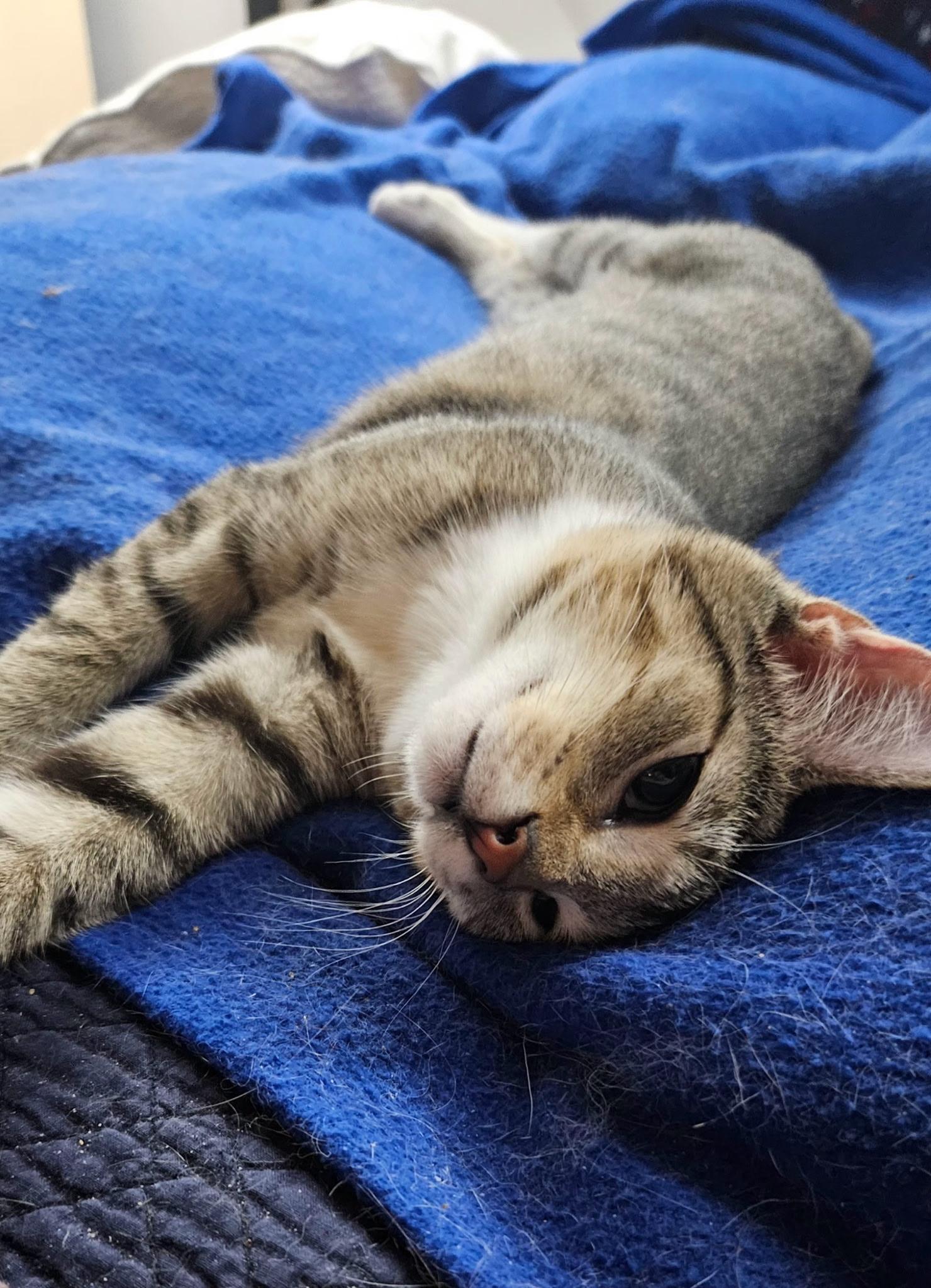 Enlarge Terri, a Adopted Domestic Short Hair in Kirklin, IN image 4/6