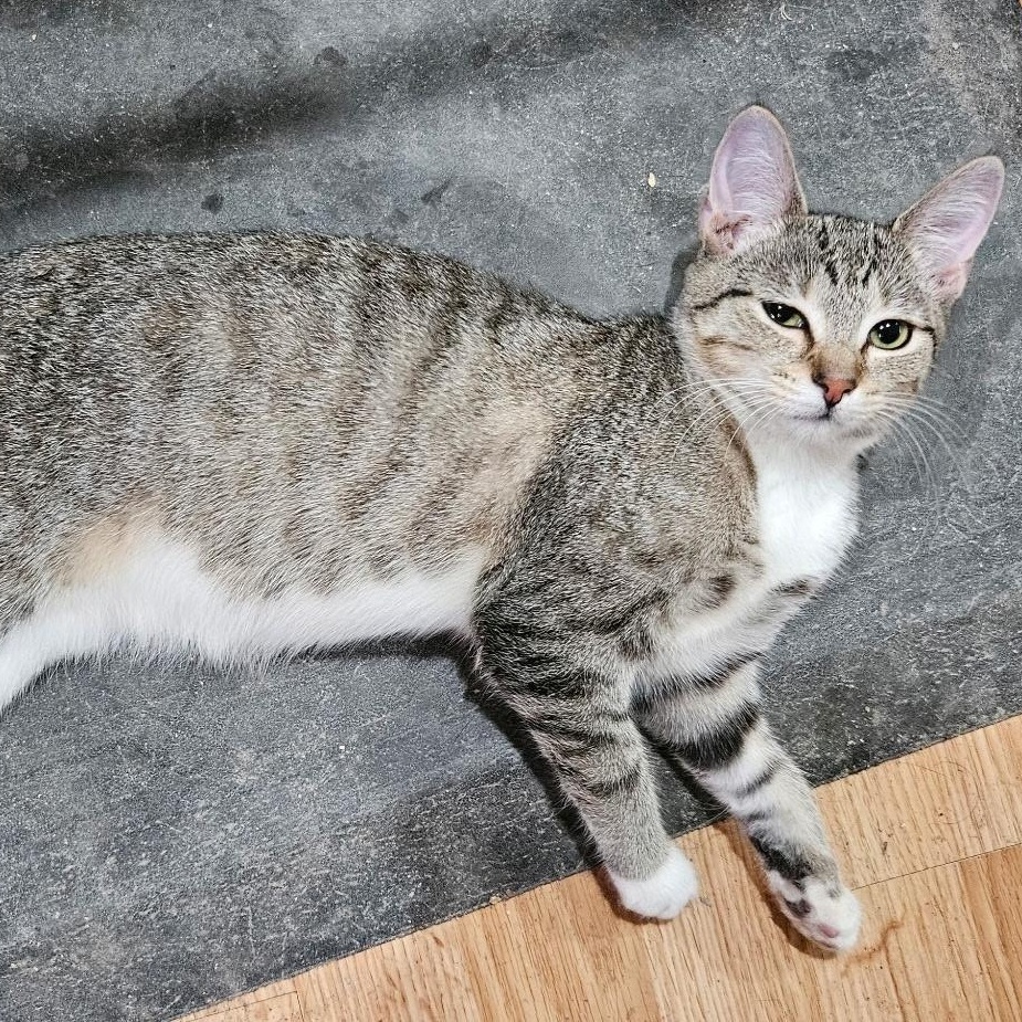 Enlarge Terri, a Adopted Domestic Short Hair in Kirklin, IN image 1/6