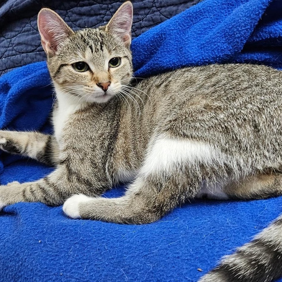 Enlarge Terri, a Adopted Domestic Short Hair in Kirklin, IN image 2/6