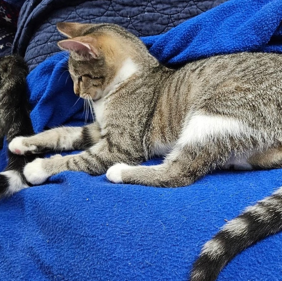 Enlarge Terri, a Adopted Domestic Short Hair in Kirklin, IN image 6/6