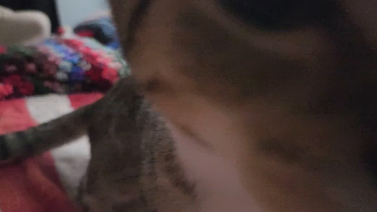 Enlarge Terri, a Adopted Domestic Short Hair in Kirklin, IN video 5/6