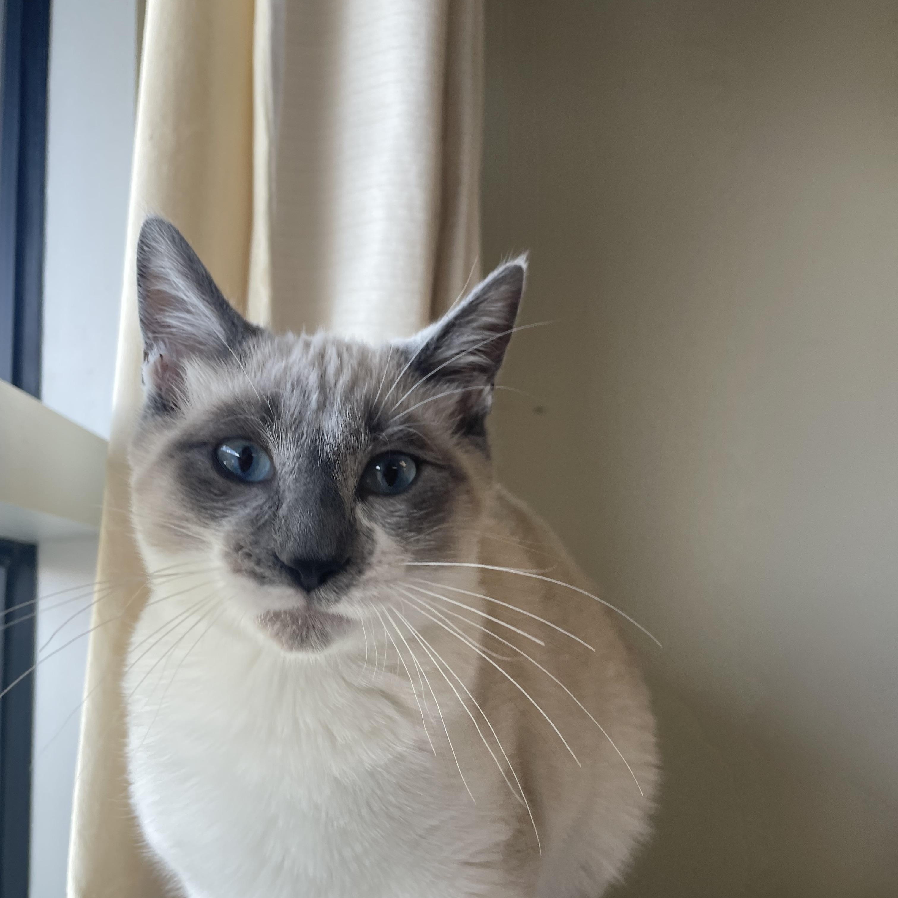 Enlarge Coke, an adopted mixed breed in Gladstone, MO image 1/1