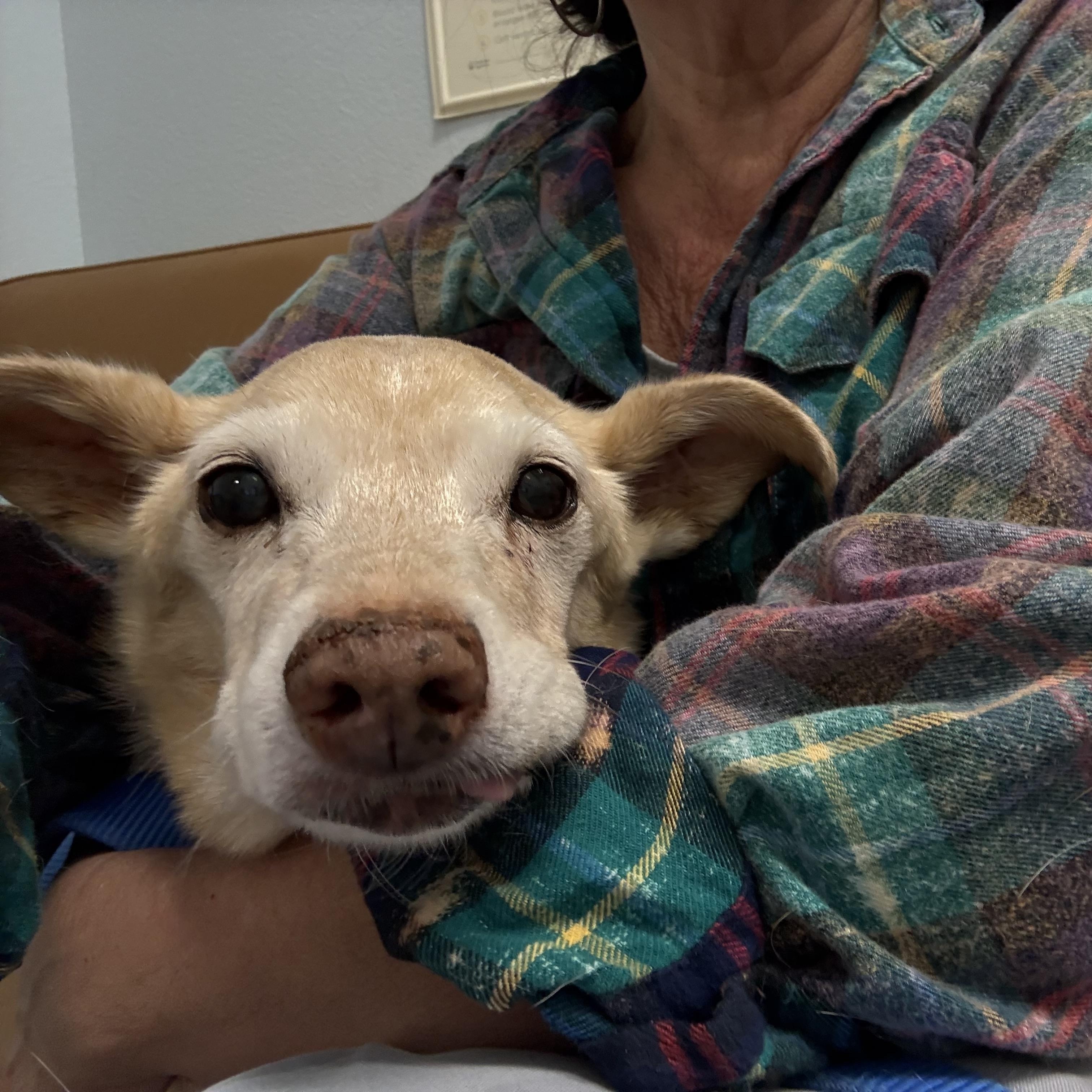 SPARROW , adopted, Senior Male Chihuahua.