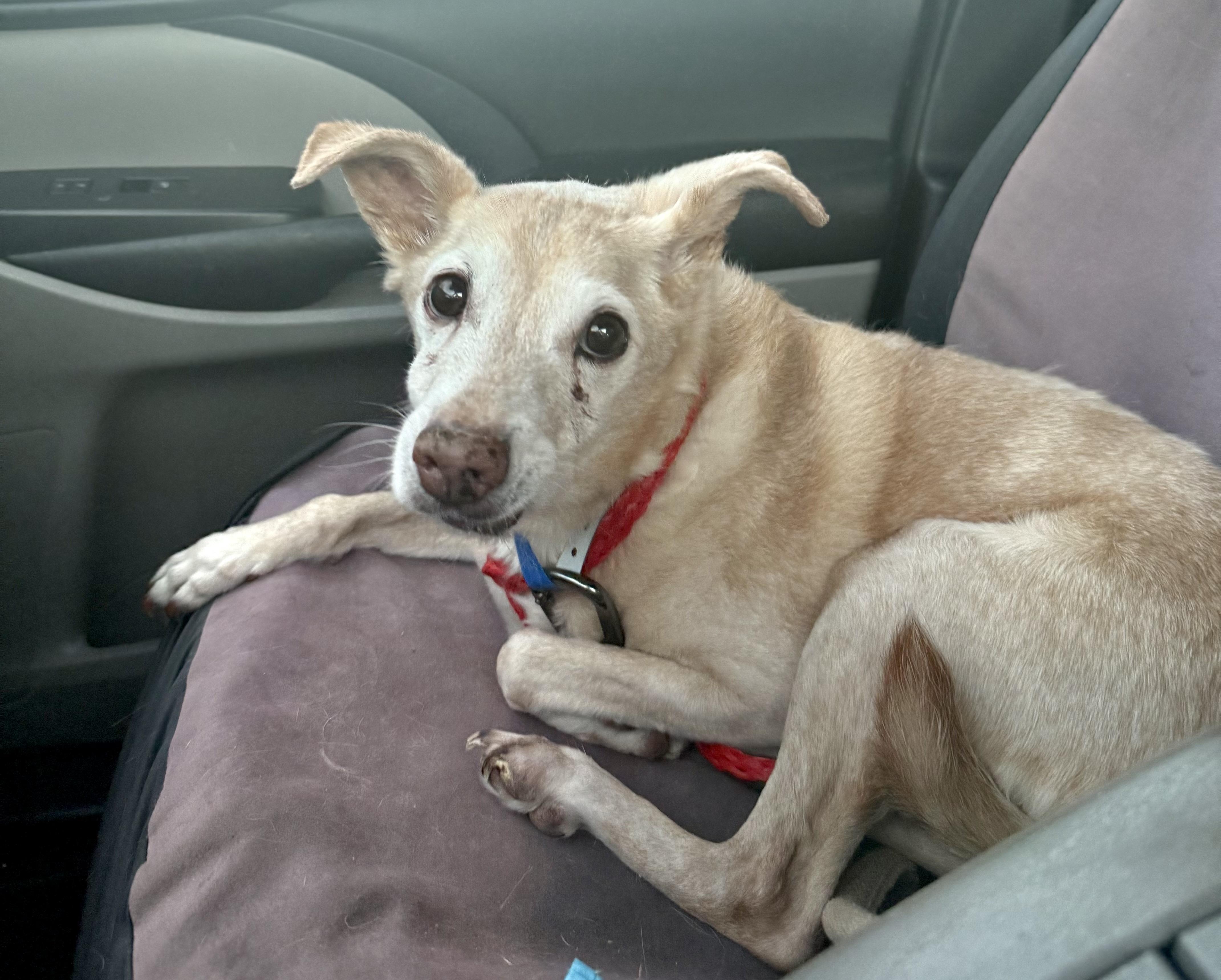 Enlarge SPARROW , an adopted Chihuahua in Las Vegas, NV image 3/4