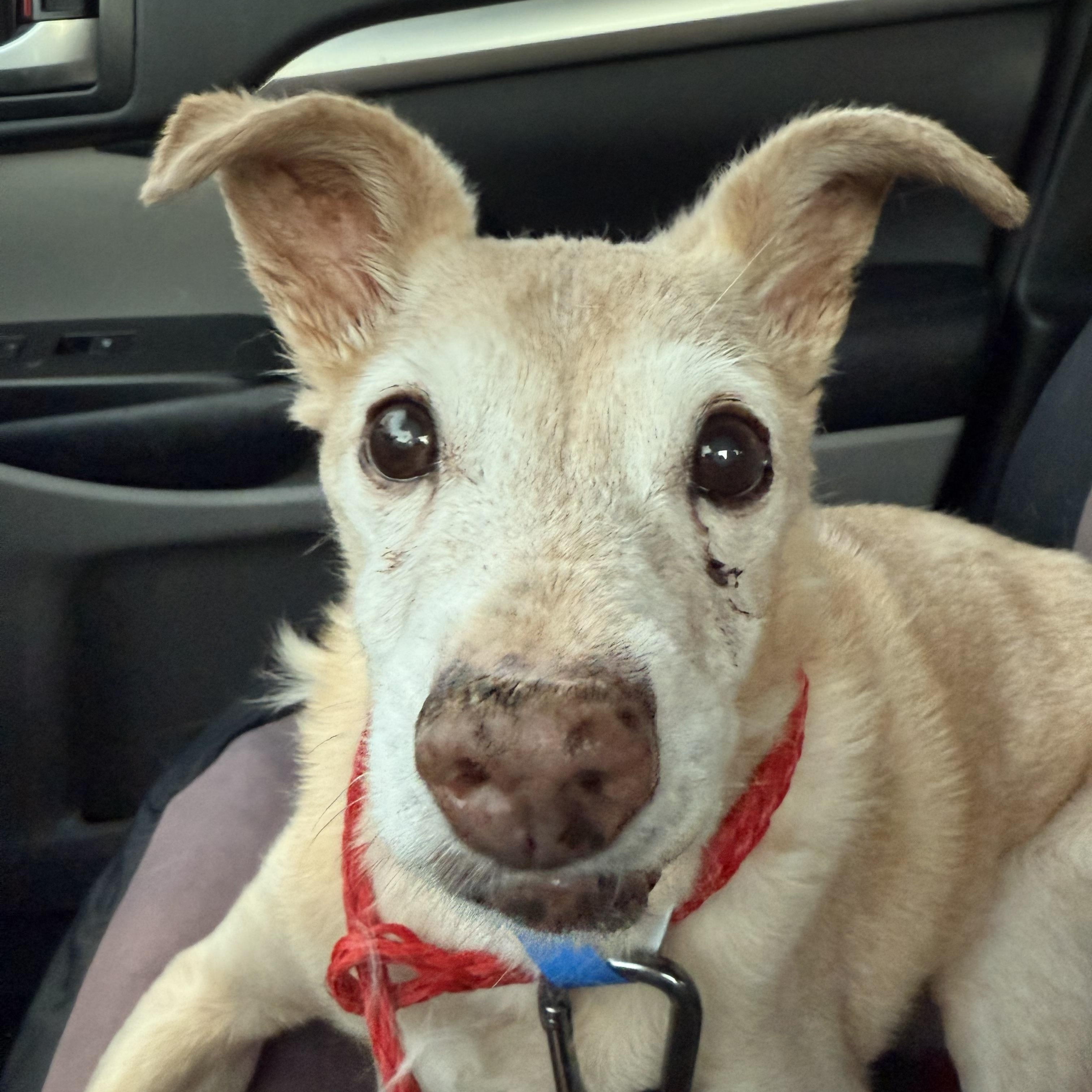 Enlarge SPARROW , an adopted Chihuahua in Las Vegas, NV image 2/4